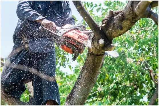 tree services Bruceton